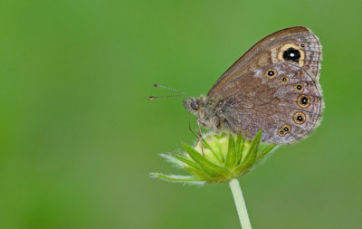 Northern Wall Brown / Kleine Rotsvlinder 