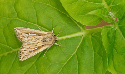 L-album wainscot / Witte-l-uil