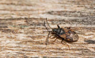 Taphropeltus contractus / Gewone greppelschild 