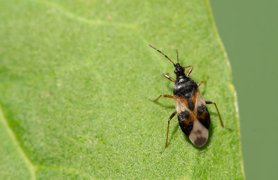 Anthocoris nemorum / Gewone bloemwants 