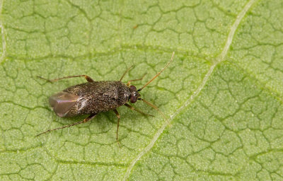 Phoenicocoris obscurellus / Donkere dennenblindwants