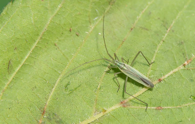 Megaloceroea recticornis / Langsprietgraswants 