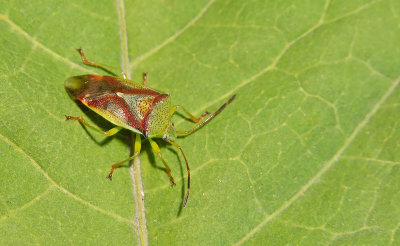 Elasmostethus interstinctus / Berkenkielwants