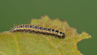 Ethmia bipunctella / Grote zwartwitmot 
