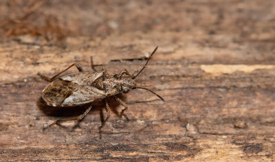 Nysius thymi / Tijmnysius