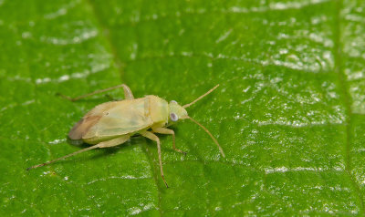 Plagiognathus chrysanthemi  / Composietenblindwants 