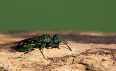 Trichrysis cyanea 