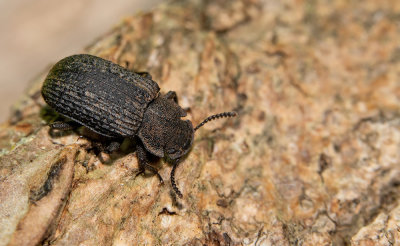 Bolitophagus reticulatus