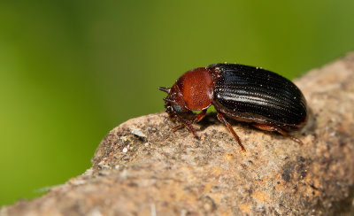 Neomida haemorrhoidalis 