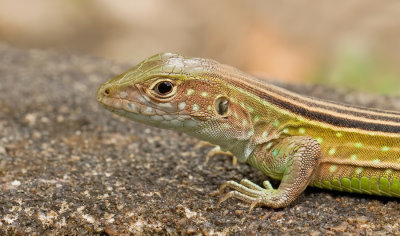 Rainbow whiptail / Wenkpootje