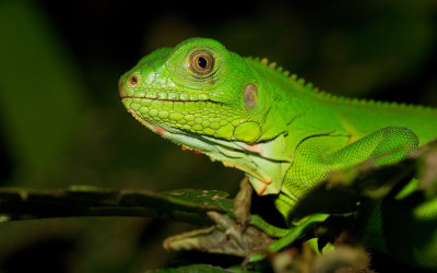 Green iguana / Groene Leguaan