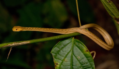 Amazon Coastal House Snake / Thamnodynastes pallidus