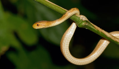Amazon Coastal House Snake / Thamnodynastes pallidus