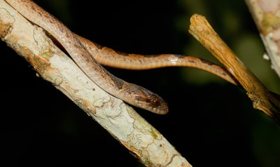 Banded Cat-eyed Snake / Leptodeira annulata 