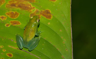 Orinoco lime treefrog / Sphaenorhynchus lacteu