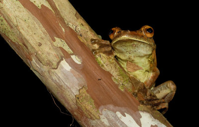 Rusty tree frog / Hypsiboas boans