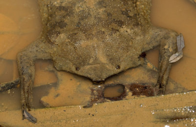 Common Suriname toad / Pipa