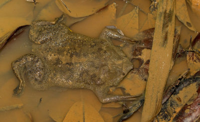 Common Suriname toad / Pipa