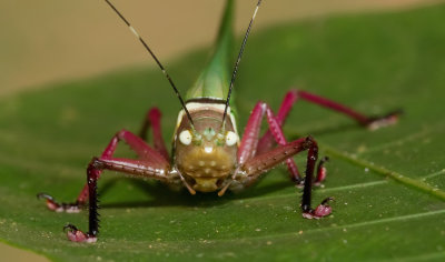 Moncheca spinifrons