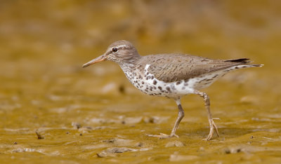 Spotted sandpiper / Amerikaanse oeverloper 
