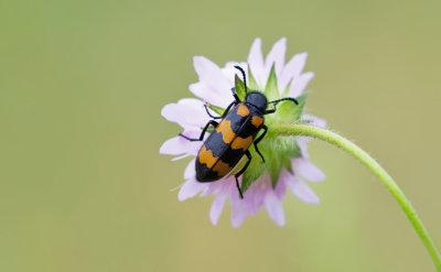 Mylabris variabilis