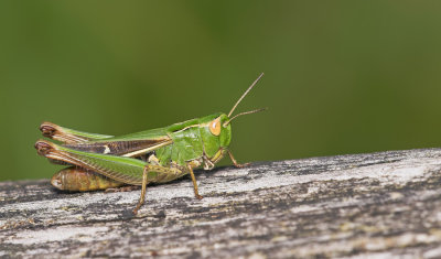 Stripe-winged grasshopper / Zoemertje