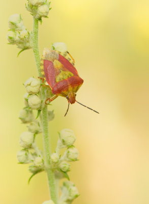 Carpocoris pudicus