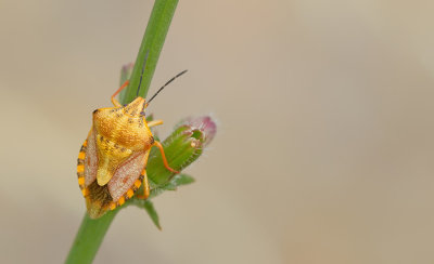 Carpocoris pudicus