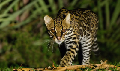 Ocelot