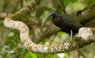 Green Ibis / Groene ibis