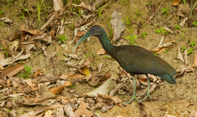 Green Ibis / Groene ibis