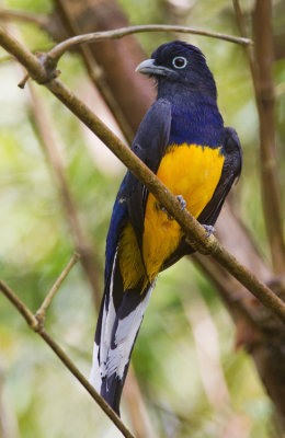 Green-backed trogon / Groenrugtrogon