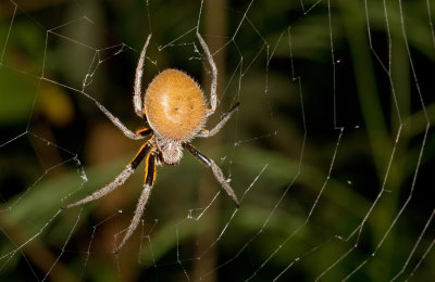 Eriophora fuliginea