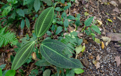 Miconia calvescens