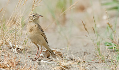 Tawny Pipit / Duinpieper 