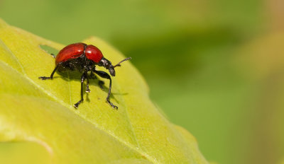 Attelabus nitens / Eikenbladrolkever