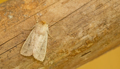 Mythimna ferrago / Gekraagde grasuil 
