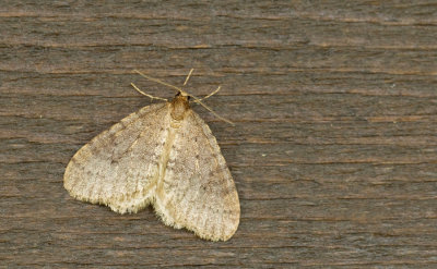 Operophtera brumata / Kleine wintervlinder