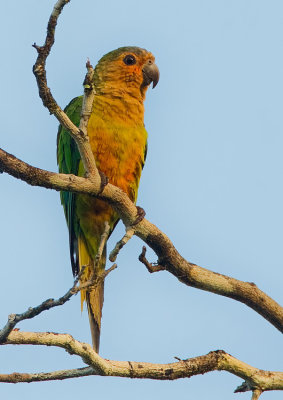 Brown-throated parakeet / Masparkiet