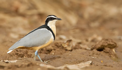 Egyptian plover / Krokodilwachter