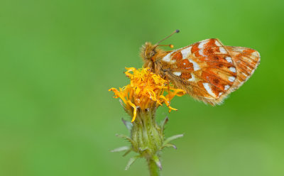 Sheperds Fritillary / Herdersparelmoervlinder 