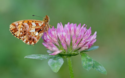 Weaver's Fritillary or Violet Fritillary / Paarse parelmoervlinder of Akkerparelmoervlinder