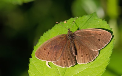 Ringlet / Koevinkje