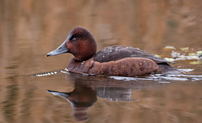 Ferruginous Duck / Witoogeend