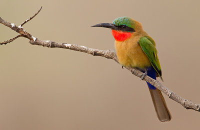 Red-throated bee-eater / Roodkeelbijeneter