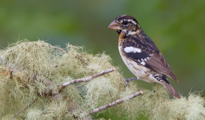 Rose breasted grosbeak / Roodborstkardinaal 