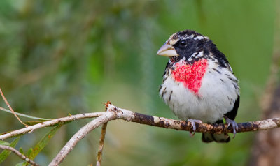 Rose breasted grosbeak / Roodborstkardinaal 