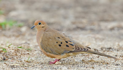Mourning dove / Treurduif 