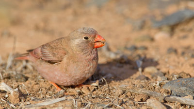 Trumpeter finch / Woestijnvink 