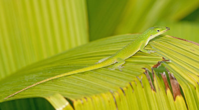 Green Anole / Roodkeel anolis